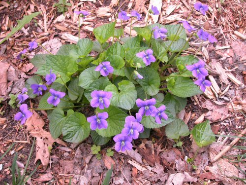 A patch of common blue violet. 
